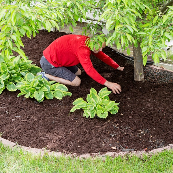 mulch installation we offer a variety of mulch options, including organic, dyed, and natural mulch, for installation in your garden or landscaping